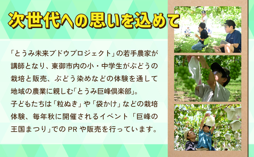 ぶどうの産地を応援！！とうみ未来ブドウプロジェクトと子どもたちが送る　シャインマスカット 2房（1.1kg以上）【秋お届け】｜長野県 人気 ぶどう 贈答用 ギフト フルーツ 果物 おすすめ 厳選 種無し 皮ごと 大粒