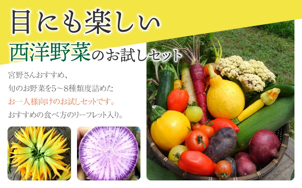 【アグロノーム】季節のお野菜セット（お一人様向け）｜５~８種類の野菜詰め合わせ