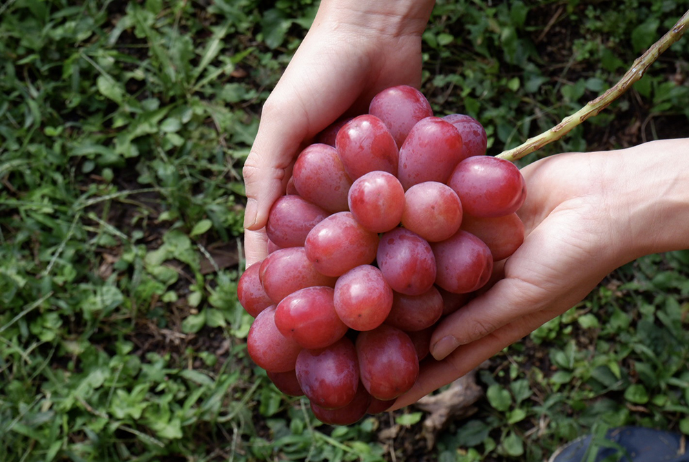 【先行受付2026年発送】完熟ぶどうの贈り物（シャインマスカット×クイーンルージュ(R) 各1房、合計2房（約1.1～1.2kg）｜glasses farm ※2026年9月中旬～10月末頃発送予定