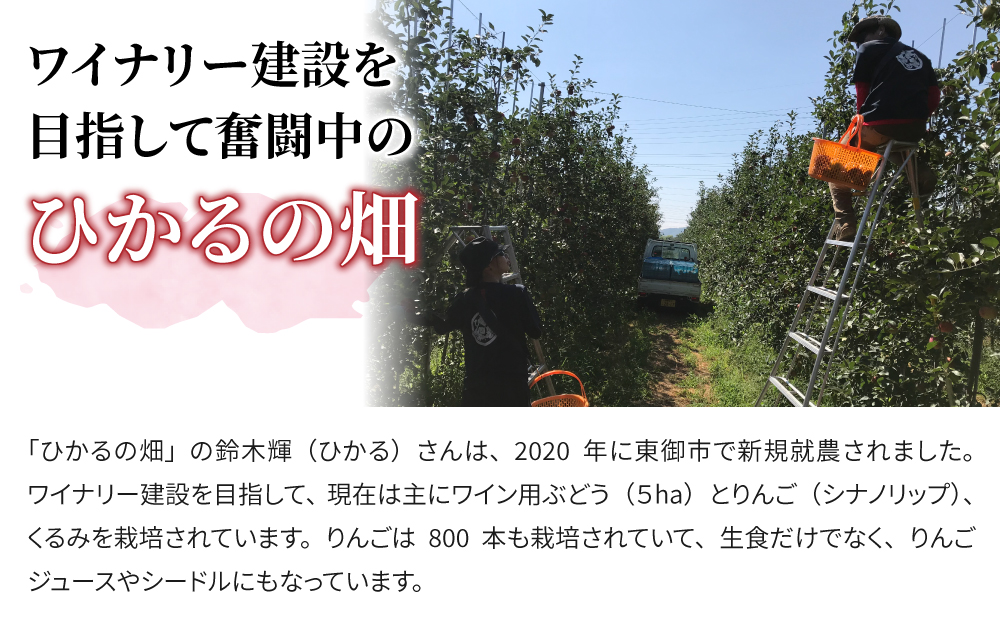【ひかるの畑】個数限定！長野県オリジナルりんご「シナノリップ」約3kg