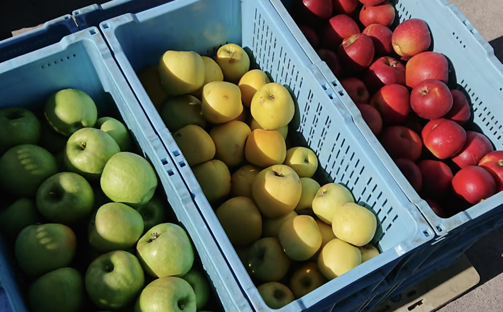 ジャパンシードルアワード2022受賞！【トロワジエーム】シードル 2021／発泡性リンゴのお酒 | りんご 750ml 1本