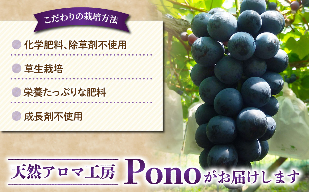 ナガノパープル ご家庭用 約900g～1kg（2～5房）※月、火、金曜日発送限定。発送日、発送曜日指定不可。