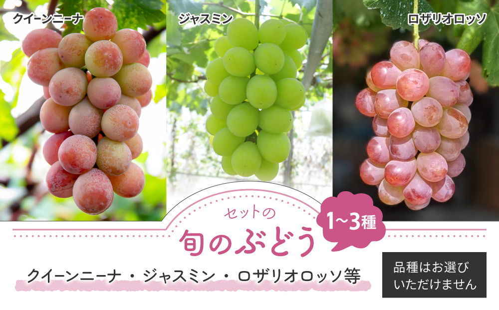 【先行受付2026年発送】ナガノパープルと旬のおすすめ2〜4種セット（合計3～4房、約2kg）｜秀果園　※2026年9月下旬以降発送予定