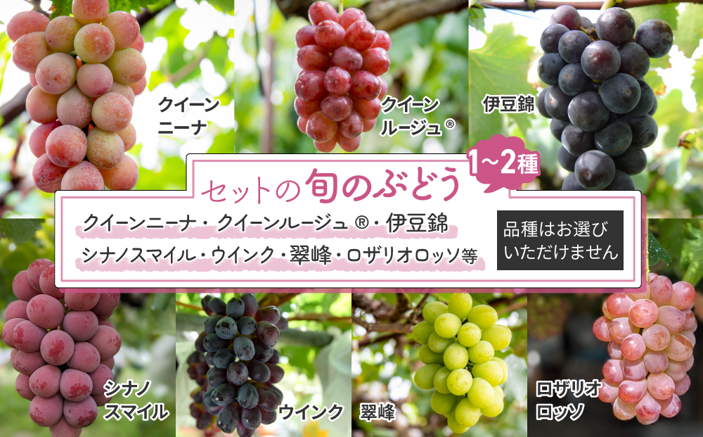 【予約受付2026年発送】シャインマスカットと旬のおすすめ2〜4種セット（合計3～4房、約2kg）｜秀果園　※2026年9月下旬～10月順次発送予定