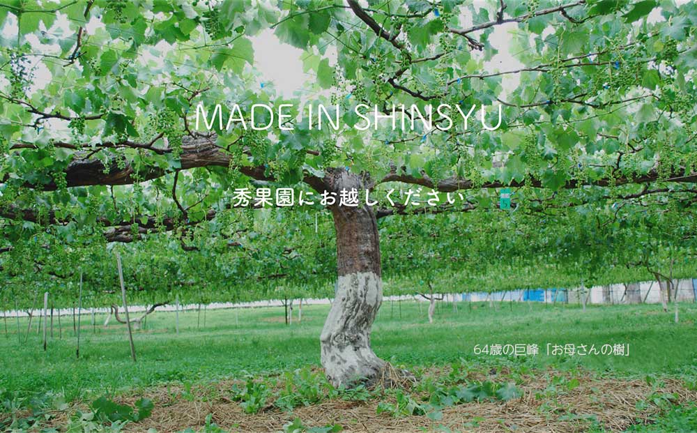 【先行受付2026年発送】自分のご褒美セット2kg（ご家庭用ぶどう3～5種、計２kg）｜秀果園　※2026年10月中旬〜12月中旬順次発送