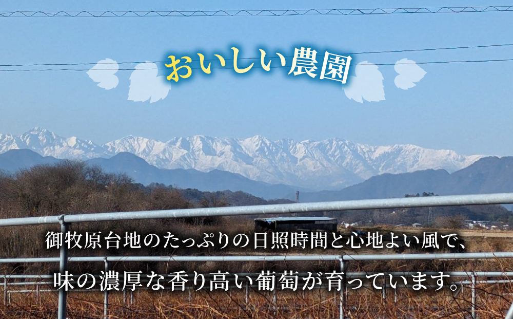 【おいしい農園】ロゼワイン「御牧原504」1本