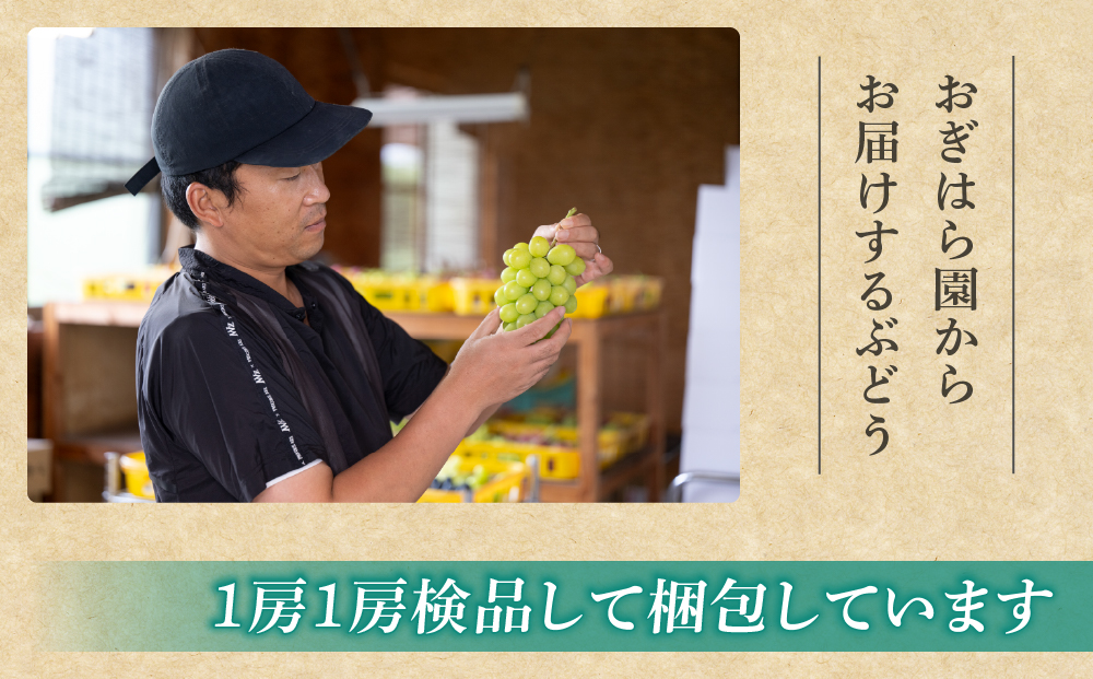 先行受付2026年発送【おぎはら園】農家直送！朝採れシャインマスカット２房（約１kg）※2026年9月下旬～10月上旬順次発送