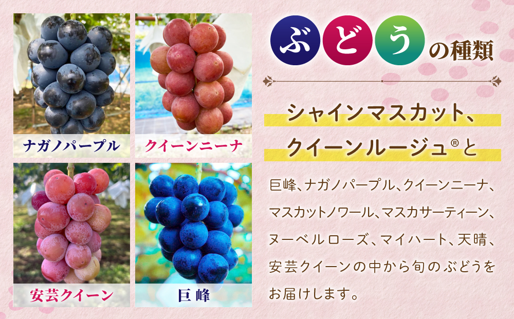 【おぎはら園】農家直送！贈答用3色ぶどうの詰め合わせセット 3kg（6～10房）｜シャインマスカット、種なし巨峰、ナガノパープル 、クイーンニーナ、クイーンルージュ®など　※2025年9月中旬～10月上旬順次発送