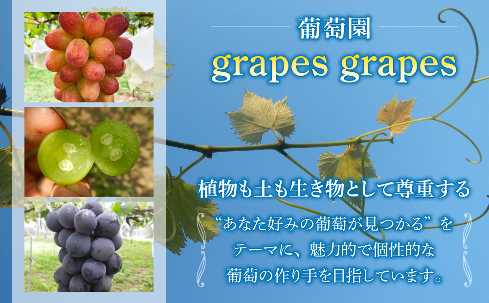【葡萄園グレープスグレープス】種あり巨峰 約2kg（5～6房）