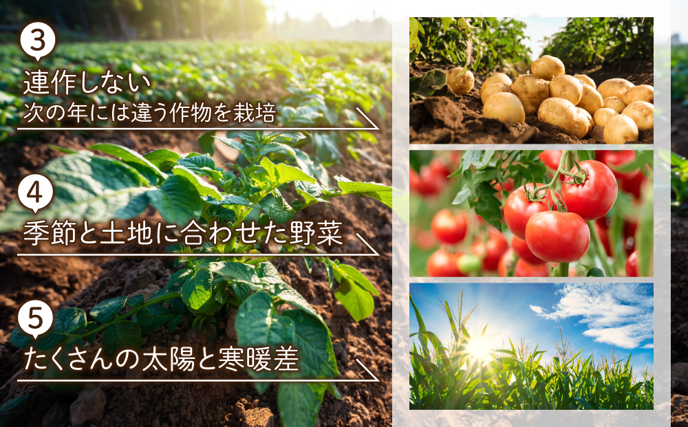 先行予約【里山JAPAN】【４回定期便】生きた土壌で育った『季節の野菜セット』｜2025年7月以降発送予定