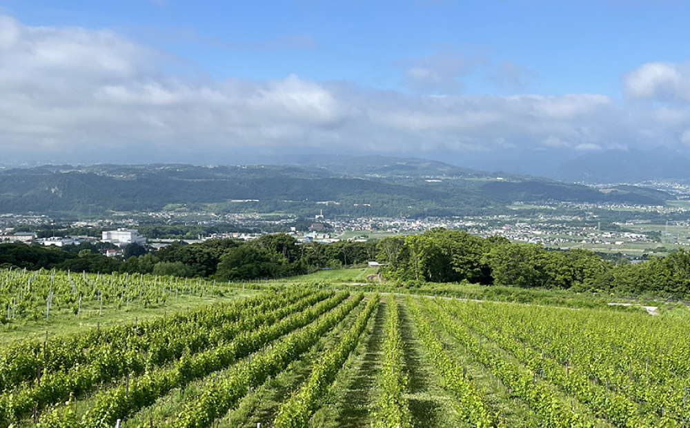 【鹿之助萬蔵】彫刻家がつくる赤白ワイン２種飲み比べ（２本）｜シャルドネ、ピノ・ノアール