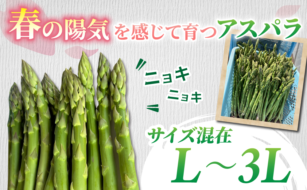 先行受付2026年発送【小林菜園】農家直送！アスパラガス1.1kg（L～３Lサイズ）｜※2026年4月上旬以降発送