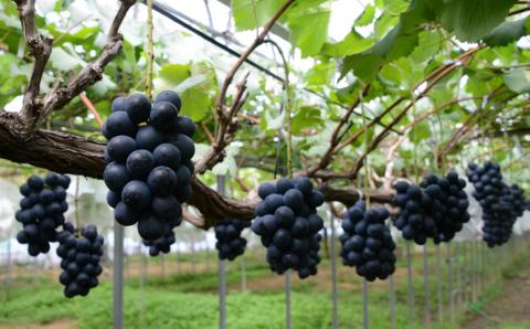 【先行受付2026年発送】東御市産ナガノパープル2房（約1kg）【8月下旬～9月下旬発送】| 長野県 長野 人気 ぶどう 贈答用 ギフト 2房 フルーツ 果物 おすすめ 厳選 種無し 皮ごと 大粒 食べ比べ