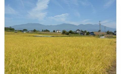 令和7年新米予約【12回定期便】東御市産 八重原米10kg（白米）　※2025年10月以降順次発送｜笹屋農園「農薬削減長野県認証取得」