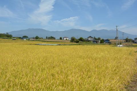 令和7年新米予約！八重原米 白米6kg(2kg×3袋)　※2025年10月以降順次発送｜笹屋農園「農薬削減長野県認証取得」