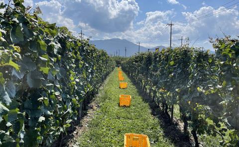 【ひかるの畑】赤ワイン・ロゼワイン３本セット｜お酒 飲み比べ