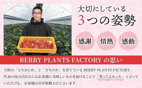 【BERRY PLANTS FACTORY】大粒いちご！「とちおとめ」と「さちのか」のセット
