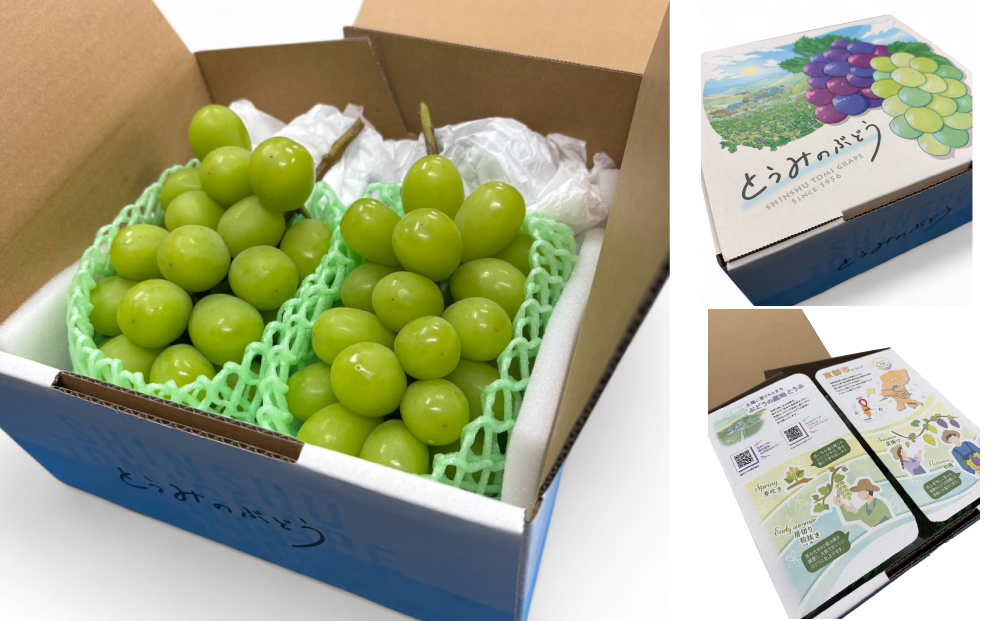蔵出し！贅沢シャインマスカット2房（1.1kg以上）｜冬のシャインマスカット 長野県 東御市 信州