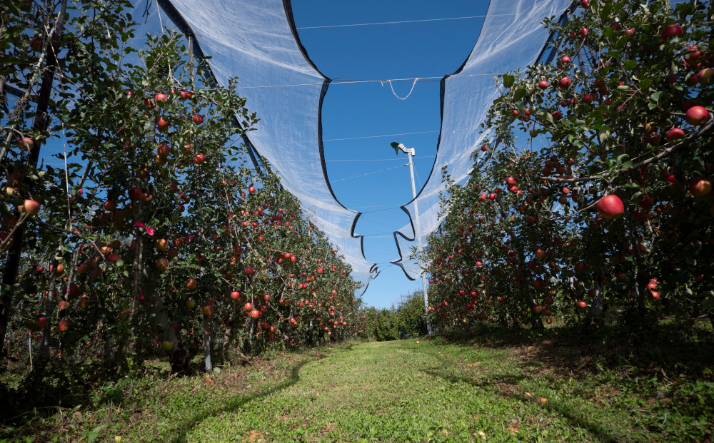 【飯島りんご園】果汁100％りんごジュース（シナノゴールド）３本