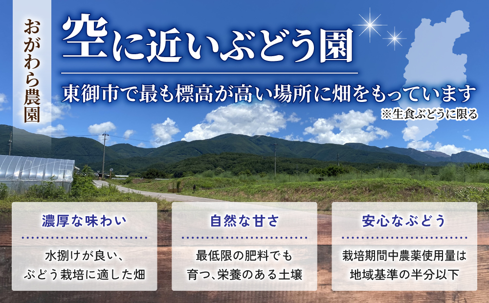 2026年先行受付【おがわら農園】家庭用欲張りセット！（シャインマスカット1～2房・種無し巨峰1～2房）約850～900g※2026年9月上旬以降発送予定 おがわら農園
