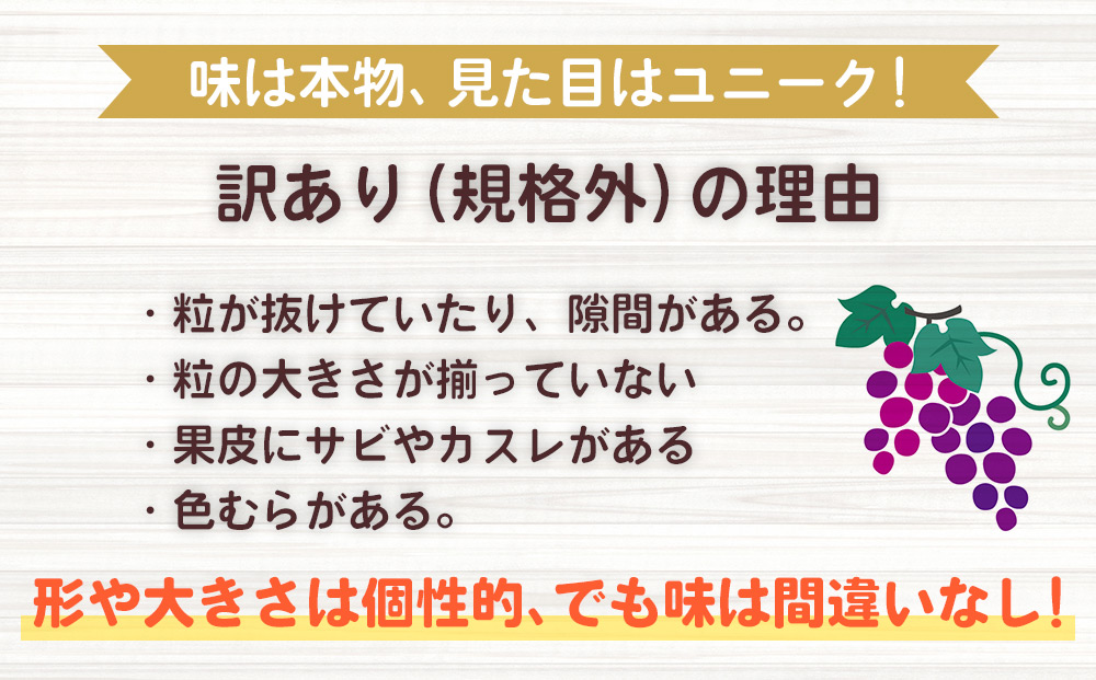 【先行受付2026年発送】わけあり種無し巨峰約1kg（2～3房）｜清水農園　※2026年9月中旬以降発送予定※月曜日、金曜日の発送はお休み