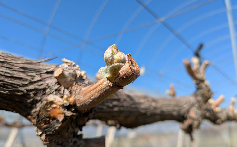 【とねが果樹園】家庭用　シャインマスカット＆クイーンルージュ(R)各1房、合計2房（合計1kg以上）※2025年9月中旬以降順次発送予定（日曜日、月曜日発送限定、曜日指定不可）