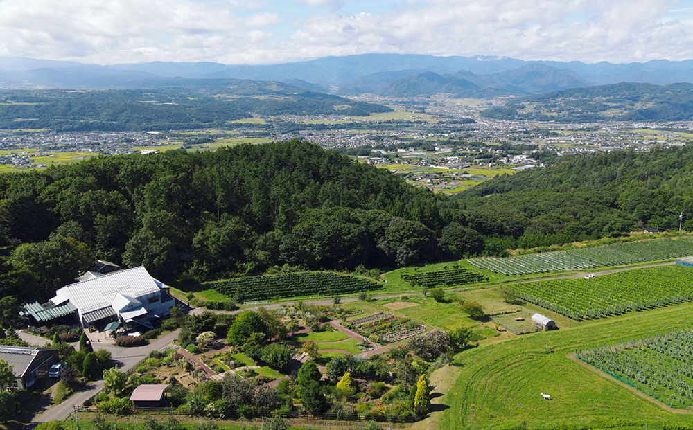 【ヴィラデストワイナリー】ベジタブルシリーズ食器　シリアルボウル２枚（エンドウとズッキーニ）セット