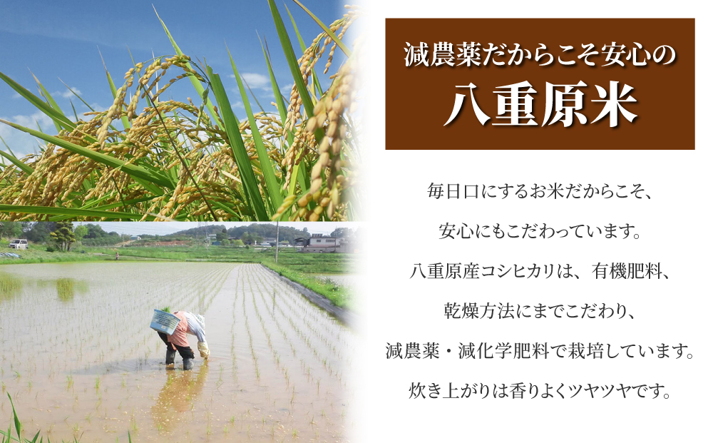 【令和7年産】八重原産コシヒカリ白米2kg 特別栽培米（減農薬・減化学肥料栽培）【太陽と大地】