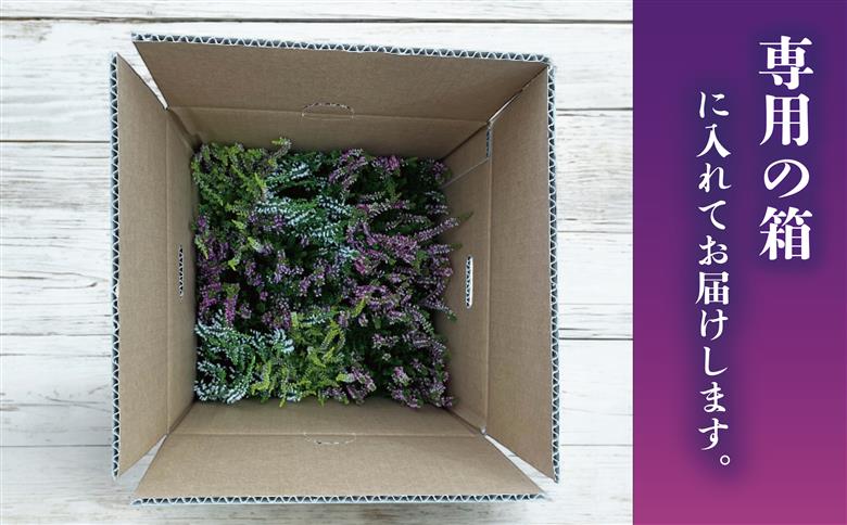 【テールマウンテン】東御市産カルーナ ガーデンガールズ３号（９cm）ポット苗×９個