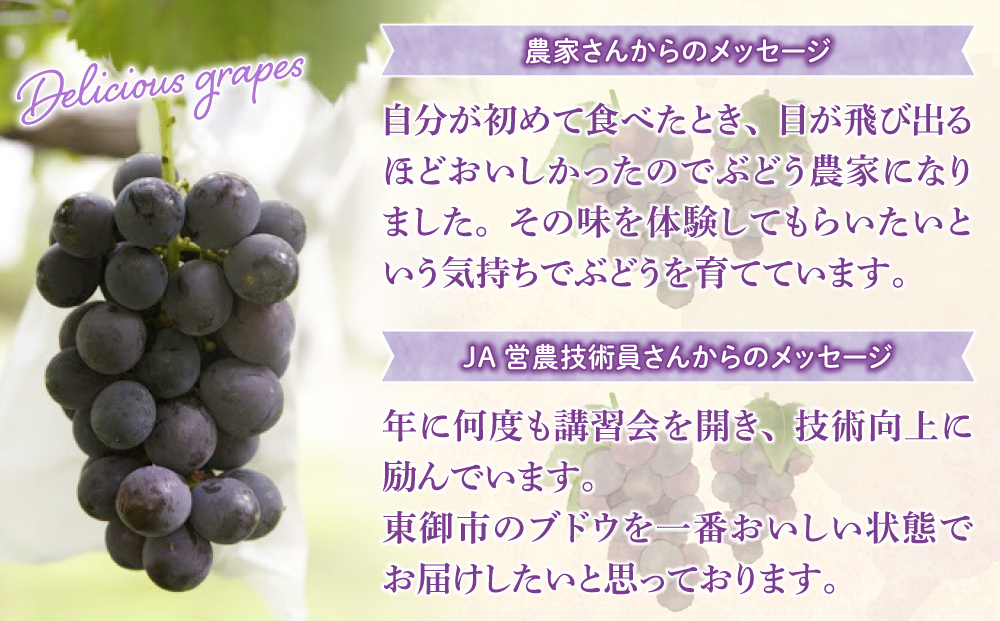 【先行受付2026年発送】東御市産種あり巨峰約2kg（4～6房）　※9月上旬～10月上旬頃お届け予定