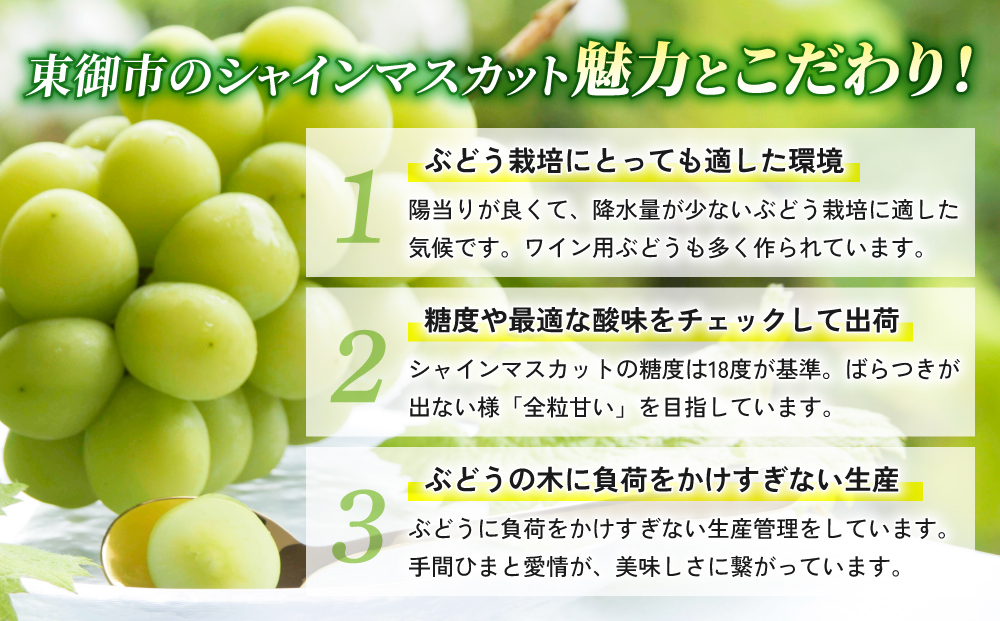 東御市産冬出しシャインマスカット 約1.1kg ※2025年11月下旬～12月中旬頃に順次発送予定