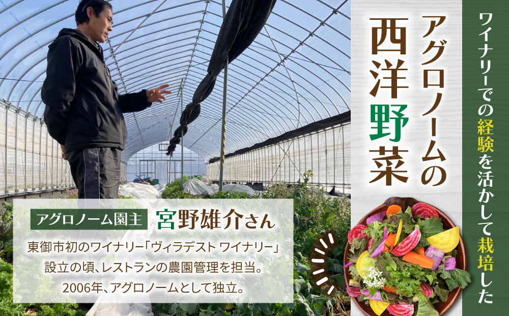 【４回定期便】季節のお野菜セット（２~３人様向け）｜アグロノーム