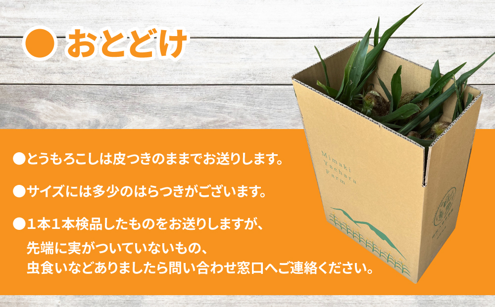 【先行受付2026年発送】野菜ソムリエサミット金賞受賞！東御市産とうもろこし（ピュアホワイト）約3.2kg（7～10本） | スイートコーン※2026年7月上旬～9月上旬頃に順次発送予定※着日指定不可