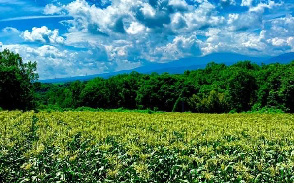 【先行受付2025年発送予定】白いも(M?Lサイズ）と玉ねぎ（L?2Lサイズ）各5・｜じゃがいも【数量限定】詰め合わせ※2025年8月下旬～10月下旬に順次発送予定※着日指定不可