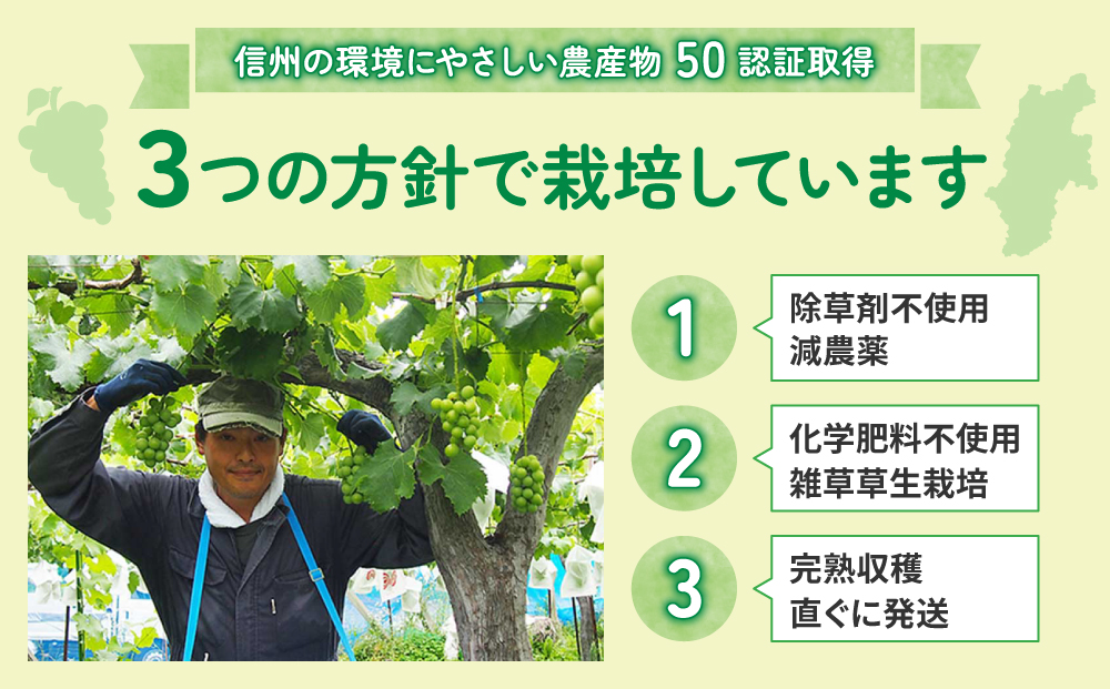 【東御こもだ果樹園】家庭用ナガノパープル４Kg(９～１６房)農薬節減長野県認証