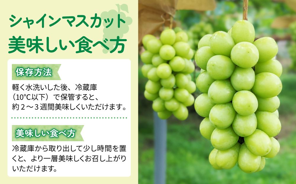 【東御こもだ果樹園】家庭用旬の４種のぶどう２回頒布会（シャインマスカット、ナガノパープル、クイーンセブン、クイーンニーナ）各回２kg