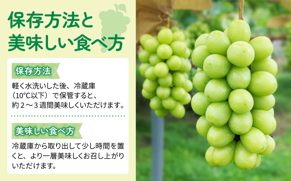 【東御こもだ果樹園】家庭用旬のぶどう２品種、各２kg（ナガノパープル・シャインマスカット）頒布会｜農薬節減長野県認証