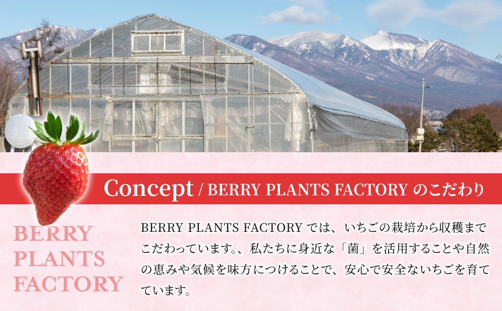 【BERRY PLANTS FACTORY】東御市産とちおとめ１kg以上