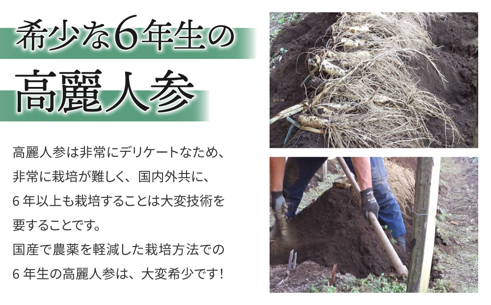 【長野県東御市産】栽培期間中出来るだけ農薬を減らして作った国産生高麗人参 6年生 約200ｇ（省き品）（2024年9月下旬?10月頃お届け予定）
