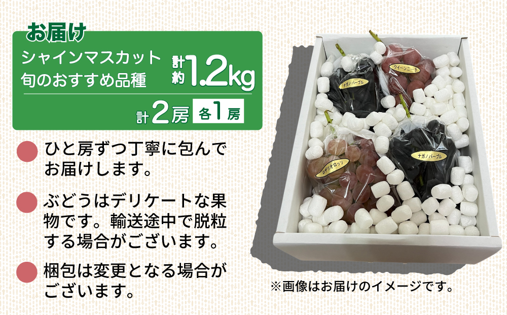 【先行受付2025年発送】シャインマスカットと旬のおすすめ品種2房セット（約1.2kg）｜秀果園※2025年9月下旬～10月順次発送予定