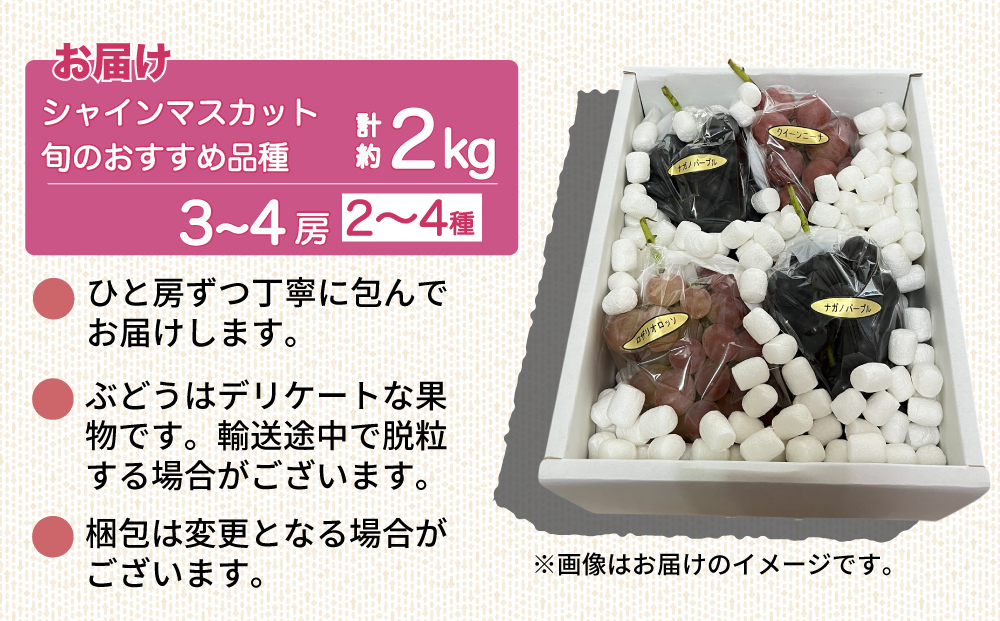 【予約受付2026年発送】シャインマスカットと旬のおすすめ2〜4種セット（合計3～4房、約2kg）｜秀果園　※2026年9月下旬～10月順次発送予定