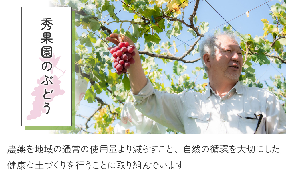 【先行受付2026年発送】自分のご褒美セット2kg（ご家庭用ぶどう3～5種、計２kg）｜秀果園　※2026年10月中旬〜12月中旬順次発送