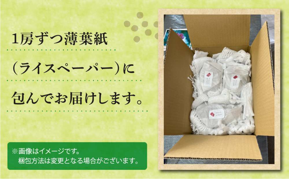 先行受付2026年発送【おぎはら園】農家直送！朝採れクイーンルージュ(R)３房（約１.２kg）※2026年9月下旬～10月上旬順次発送