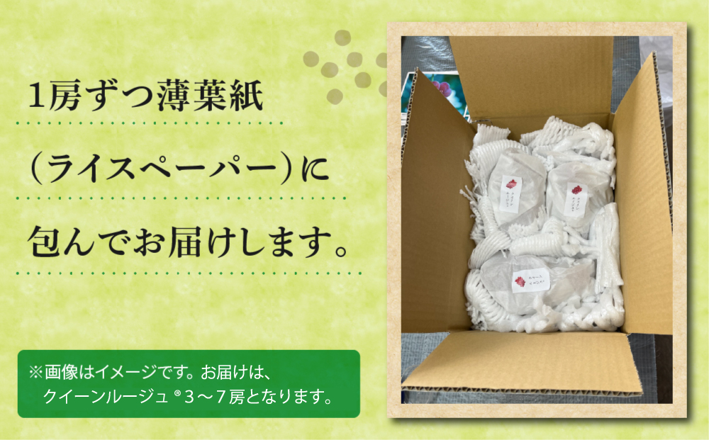 先行受付2026年発送【おぎはら園】農家直送！朝採れクイーンルージュ(R)3～7房（約2kg）※2026年9月下旬～10月上旬順次発送