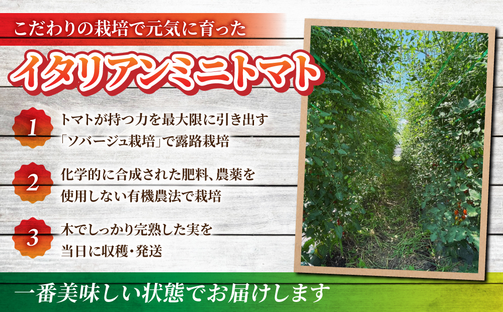 【おぎはら園】農家直送！朝採れイタリアンミニトマト「サンマルツァーノリゼルバ」約2kg