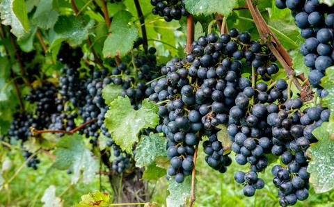 【限定100セット】ヴィラデストワイナリー　赤白ワイン4本Ｂセット｜ピノノワール　ソーヴィニョンブラン