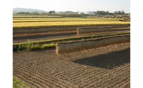 令和7年新米予約【12回定期便】東御市産 八重原米10kg（白米）　※2025年10月以降順次発送｜笹屋農園「農薬削減長野県認証取得」