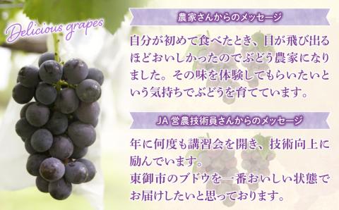 東御市産種あり巨峰約2kg【秋お届け】