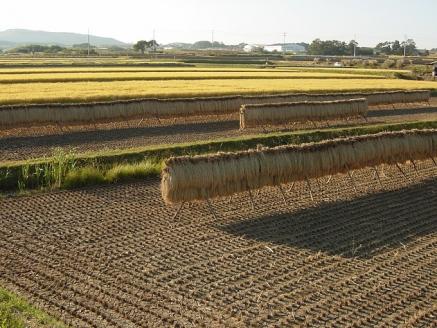 令和7年新米予約！八重原米 白米6kg(2kg×3袋)　※2025年10月以降順次発送｜笹屋農園「農薬削減長野県認証取得」