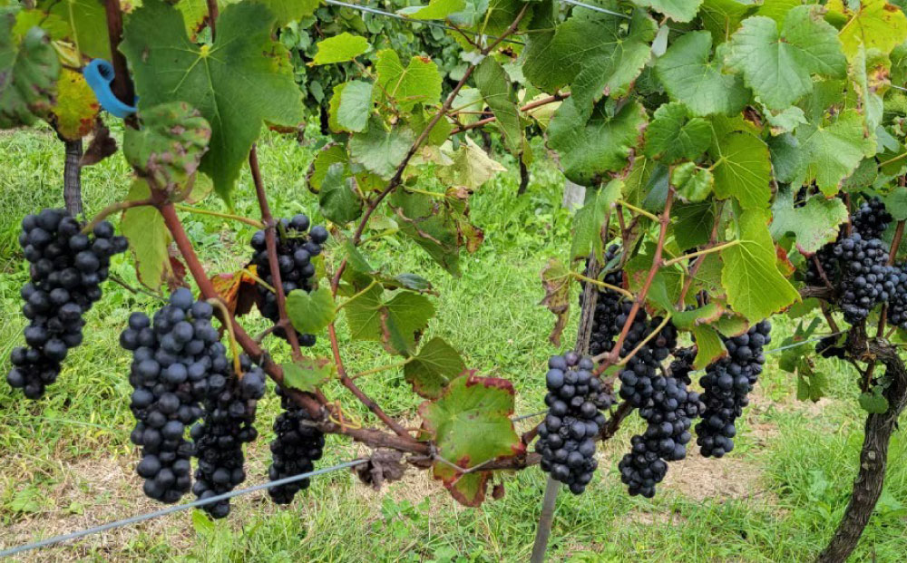 【アトリエデュヴァン】赤ワイン（ピノ・ノワール、メルロー）2019ヴィンテージセット、合計2本